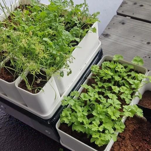 Plateau de culture modulaire