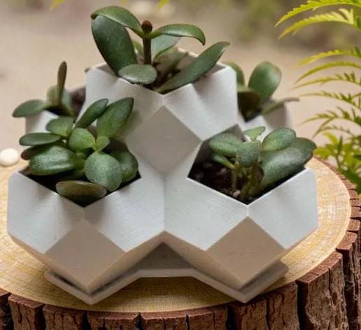 Pot géométrique plantes grasses